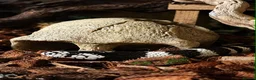 King Snake reptiles for sale: California King Snake  - Advert 1