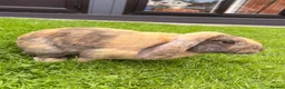English Lop rabbits for sale: For Sale in Ilkeston - Advert 4