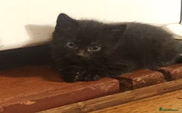 Mixed Breed cats for sale: Beautiful mixed kittens - Image 4