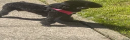Toy Poodle dogs for sale: Lovely toy poodle can see mum and dad in Stirling - Advert 1