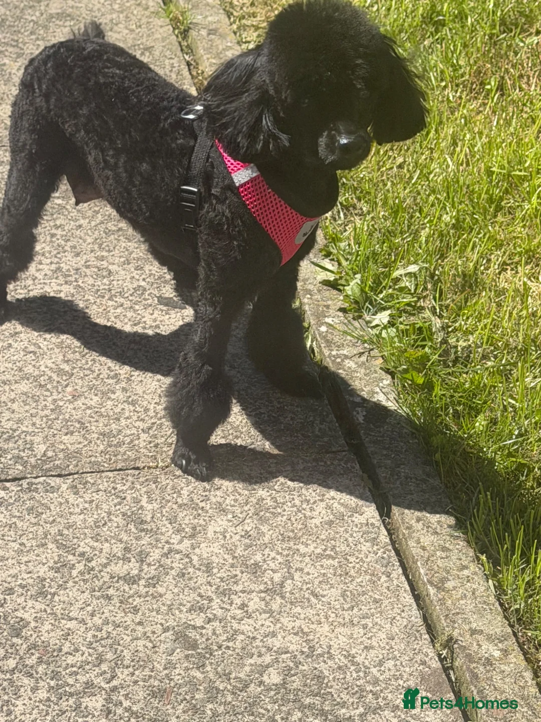 Toy Poodle dogs for sale: Lovely toy poodle can see mum and dad in Stirling - Advert 1