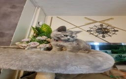 British Shorthair cats for sale: GCCF kittens ready 2 leave now - Advert 17