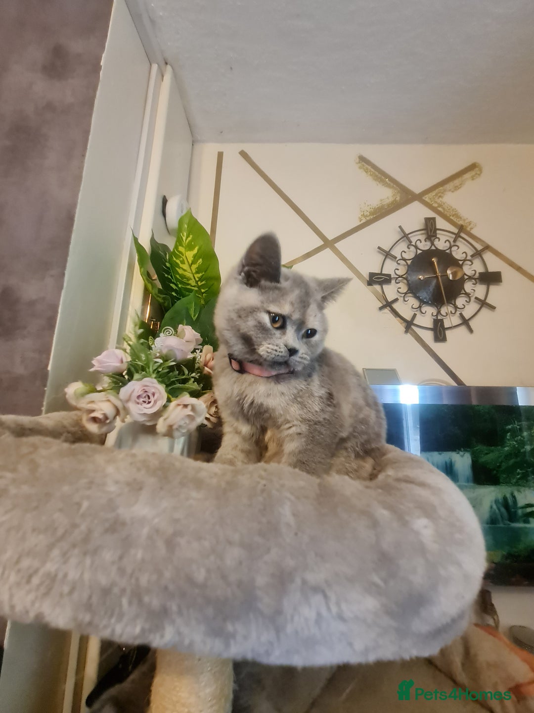 British Shorthair cats for sale: GCCF kittens ready 2 leave now - Advert 17