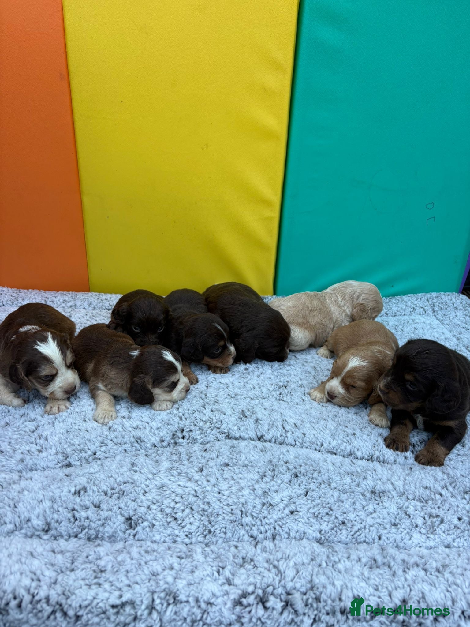 Cocker Spaniel dogs for sale: Cocker spaniel puppies - Advert 7