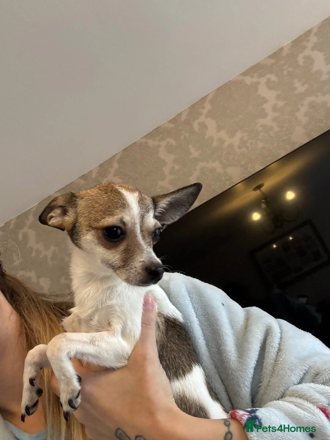 Mixed Breed dogs for sale: X2 jackawas in Durham - Advert 6
