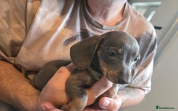 Miniature Dachshund dogs for sale: REDUCED !! Miniature dachshund puppies kc reg   - Image 28