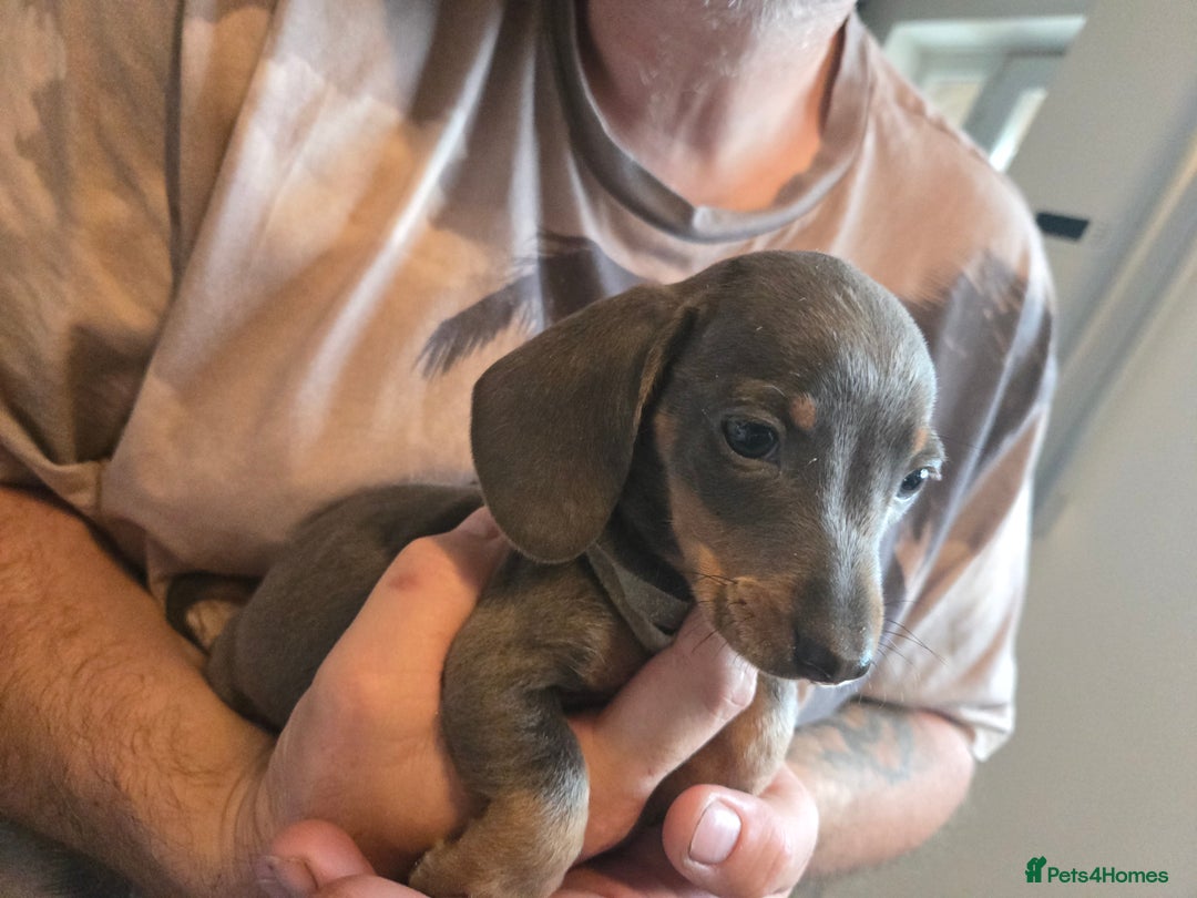 Miniature Dachshund dogs for sale: REDUCED !! Miniature dachshund puppies kc reg   - Image 28