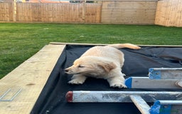 Golden Retriever dogs for sale: Teddy Bear Goldies - Image 12