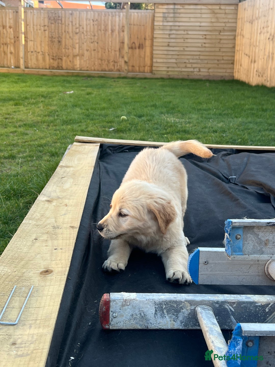 Golden Retriever dogs for sale: Teddy Bear Goldies - Image 12