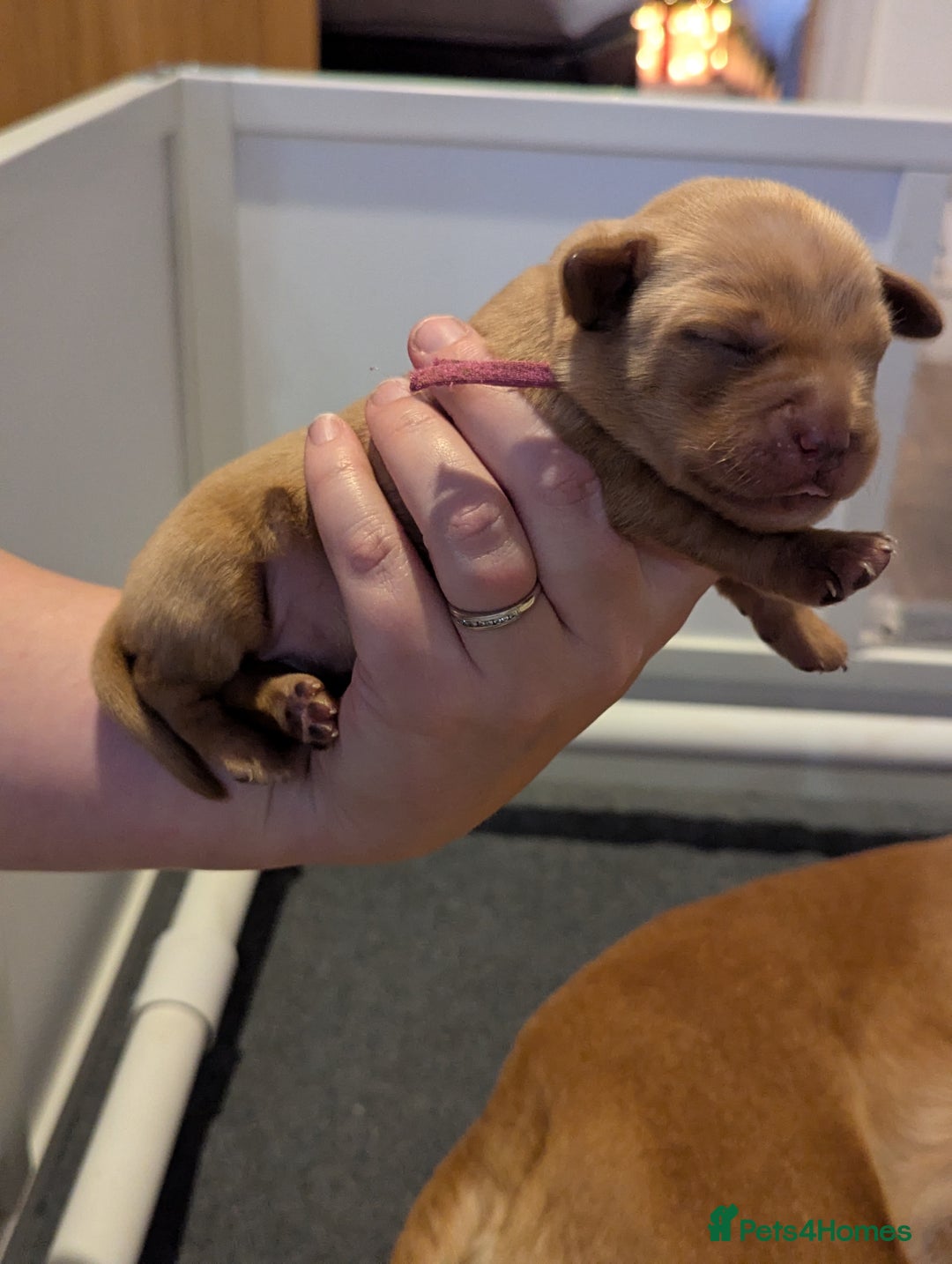 Labrador Retriever dogs for sale: Fox Red Working Labrador Retriever Puppies - Advert 10