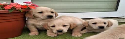 Goldador dogs for sale: Goldador Puppies  - Advert 6