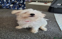 Maltese dogs for sale: Sale:4 maltese pups  - Image 2