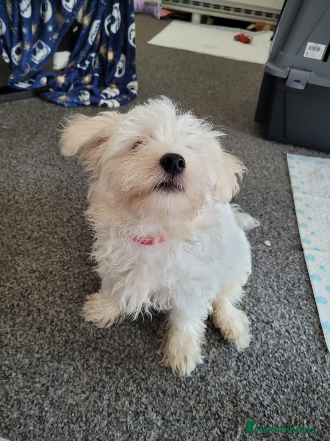 Maltese dogs for sale: Sale:4 maltese pups  - Image 2