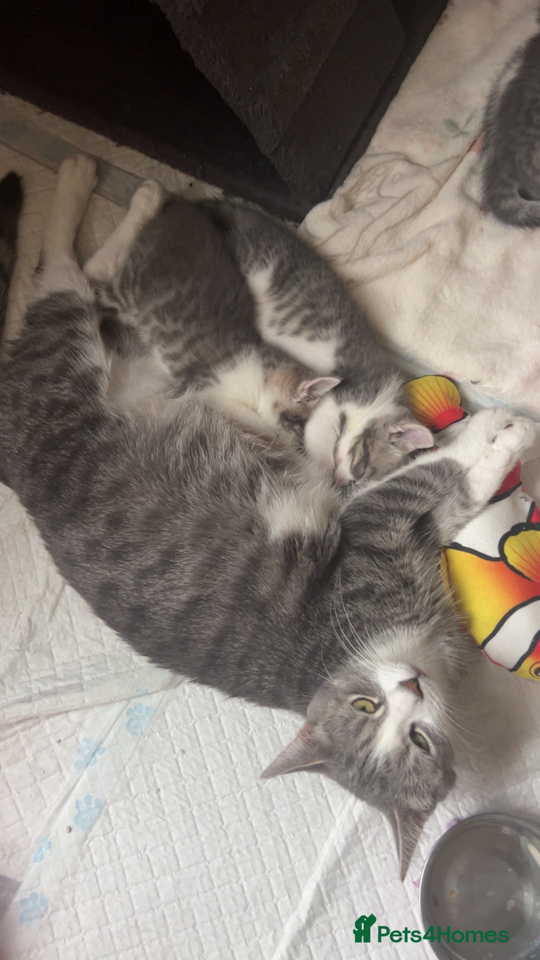 Mixed Breed cats for sale: Beautiful Grey and White tabby kittens - Image 6