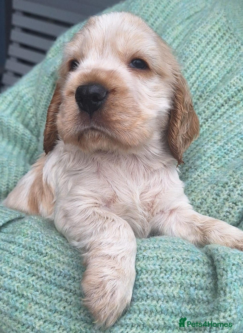 Cocker Spaniel dogs Last KC Registered Cocker Spaniel Puppy *SOLD ** - Advert 2