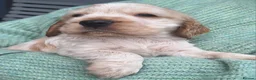 Cocker Spaniel dogs for sale: Last KC Registered Cocker Spaniel Puppy *SOLD ** - Advert 2