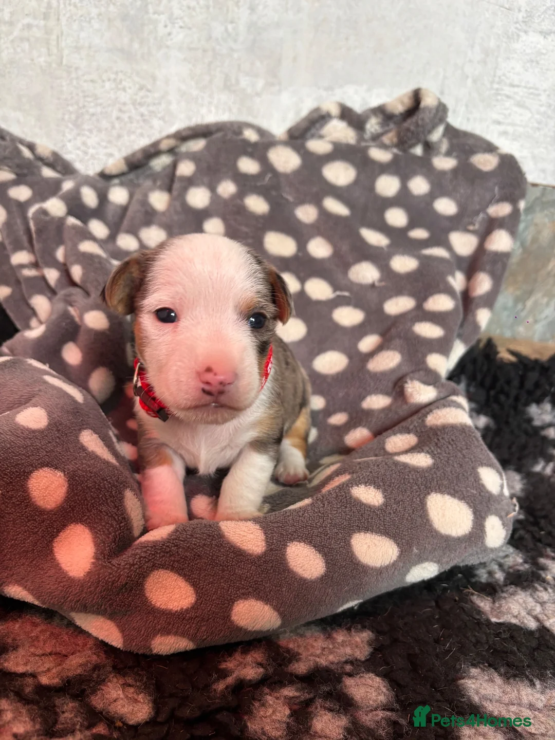 Mixed Breed dogs for sale: Jack Russel x Yorkshire terrier  in High Peak - Advert 2