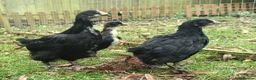 Chickens poultry for sale: Pure silkie and French Black Copper Marans chicks - Advert 9