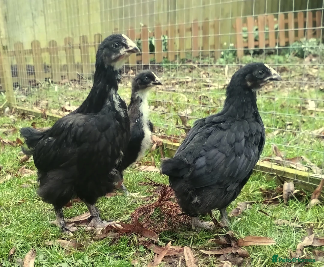 Chickens poultry for sale: Pure silkie and French Black Copper Marans chicks - Advert 9