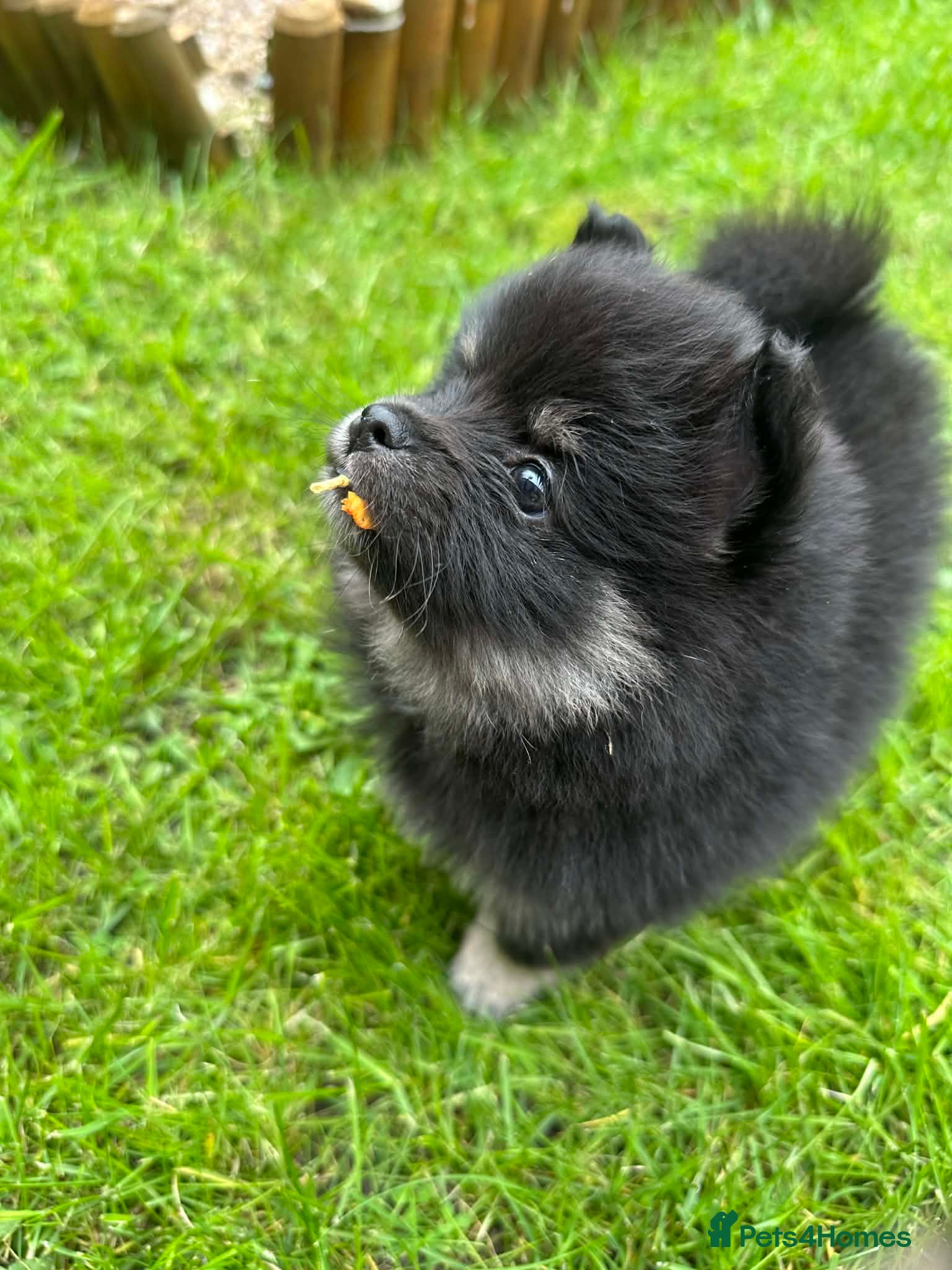 Mixed Breed dogs Beautiful rare volpino Italiano/mini Pomeranian  - Advert 13
