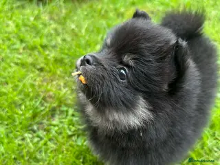 Mixed Breed dogs Beautiful rare volpino Italiano/mini Pomeranian - Advert 13