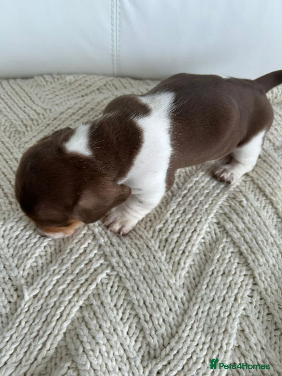 Miniature Dachshund dogs for sale: Adorable Miniature Dachshund puppies - Advert 2