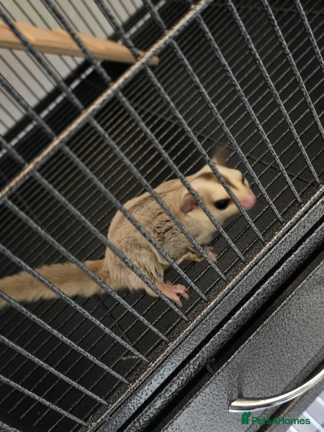 Sugar Glider rodents for sale: A breeding pair off sugar gliders - Advert 1