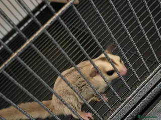 Sugar Glider rodents A breeding pair off sugar gliders - Advert 1