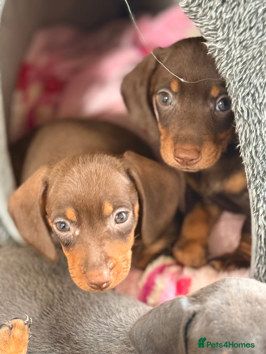 Dachshund dogs for sale: ⭐️LAST BOY AVAILABLE- Mini dachshunds pups⭐️ - Advert 4