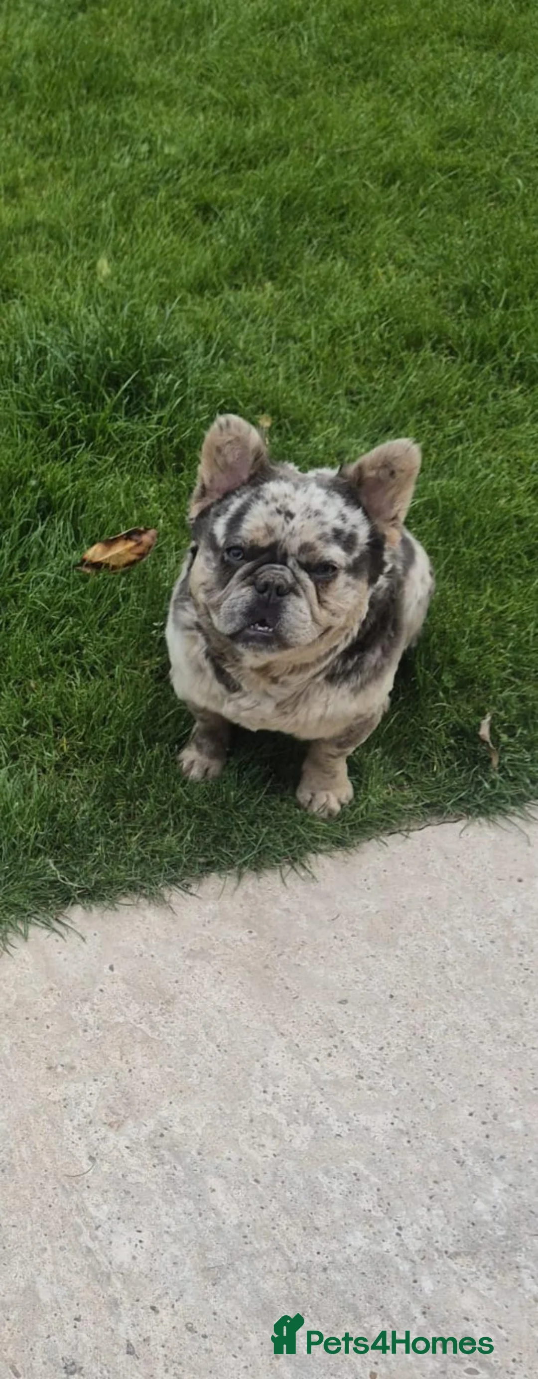 French Bulldog dogs for sale: Merlin fluffy frenchie  in Birmingham - Advert 3