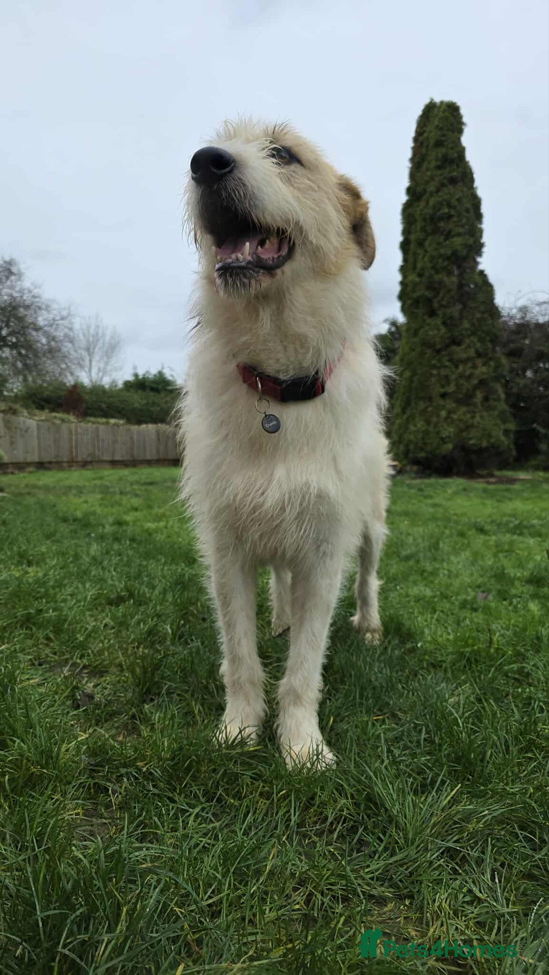 Mixed Breed dogs for adoption: Hershey ( and brother Harley )  - Advert 14