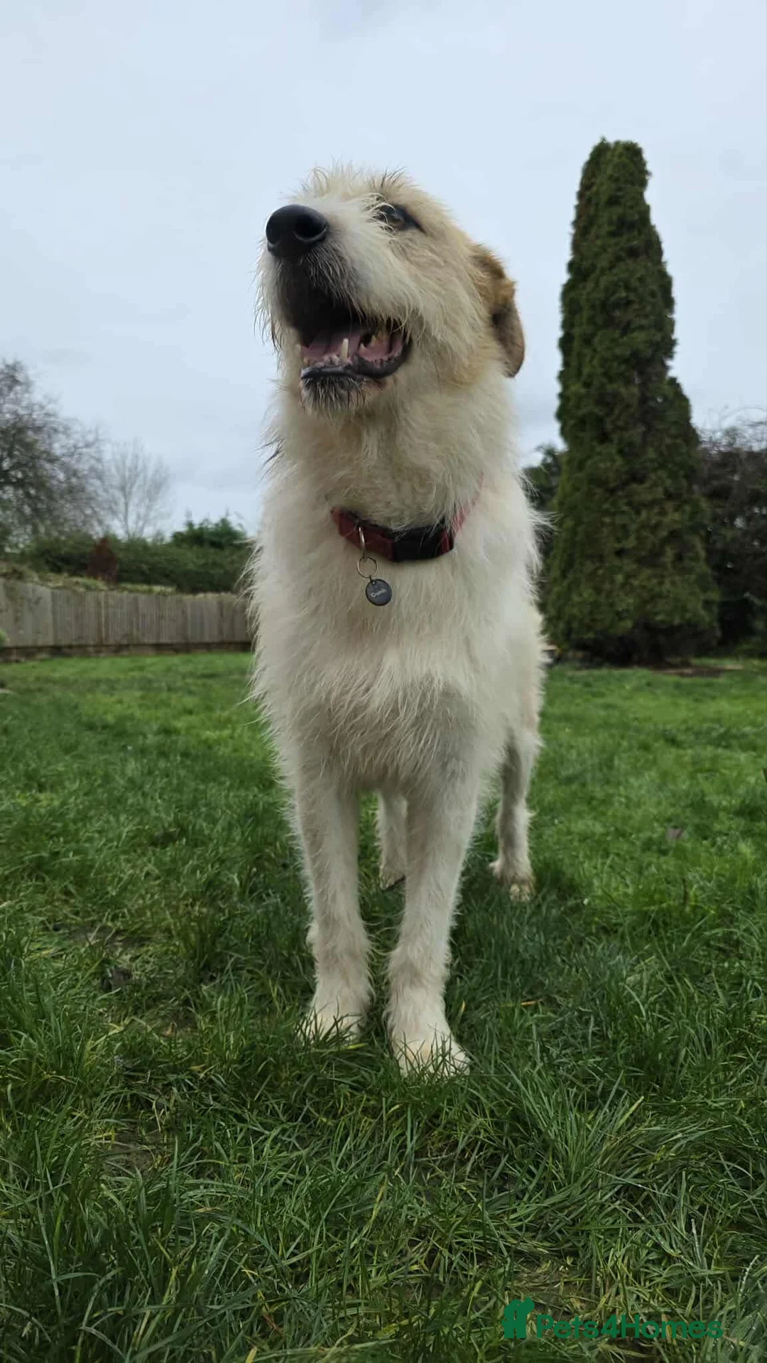 Mixed Breed dogs for adoption: Hershey ( and brother Harley )  - Advert 15