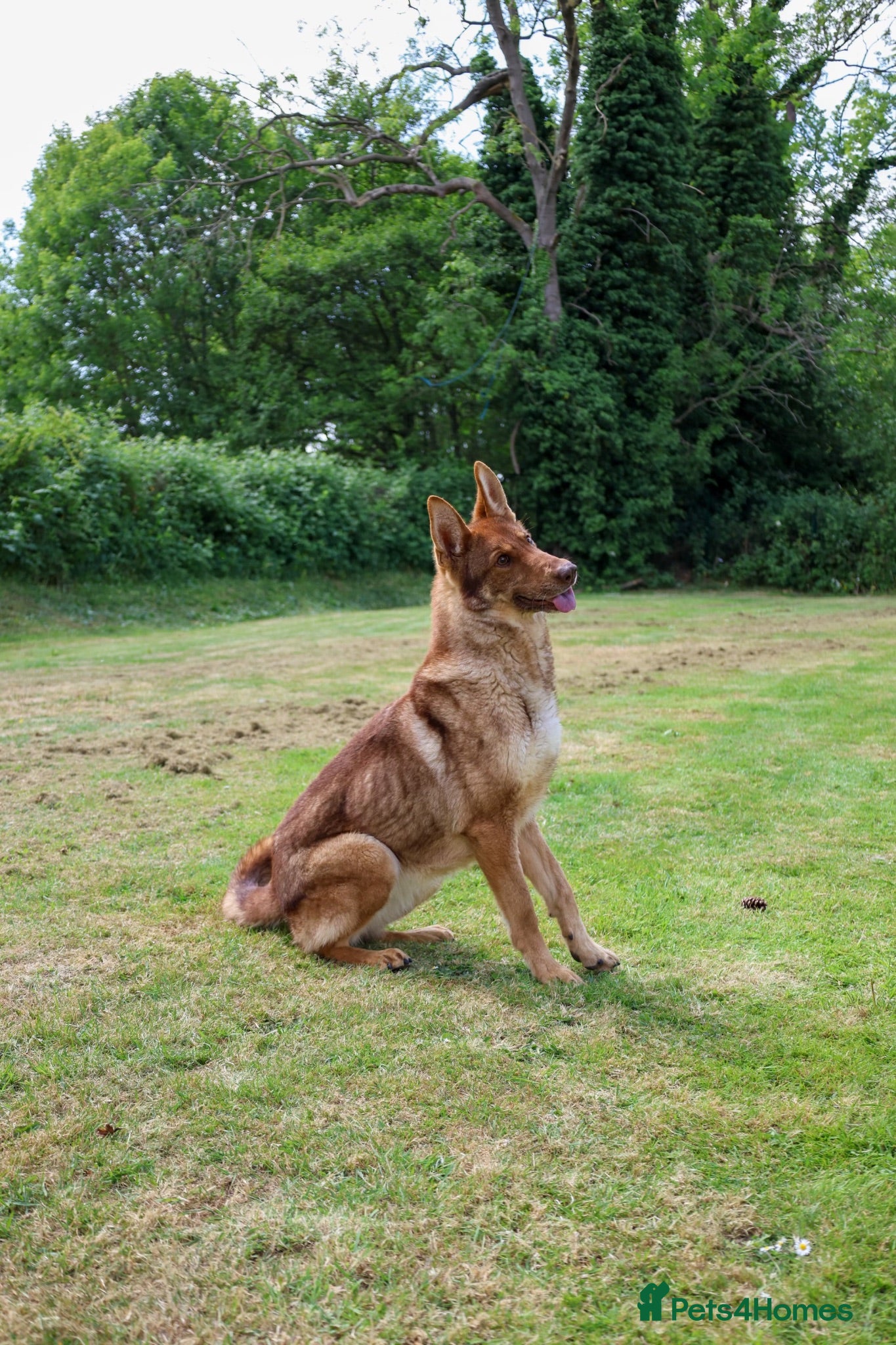 German Shepherd dogs 🍂 autumn our beautiful KC liver tan girl - Advert 1