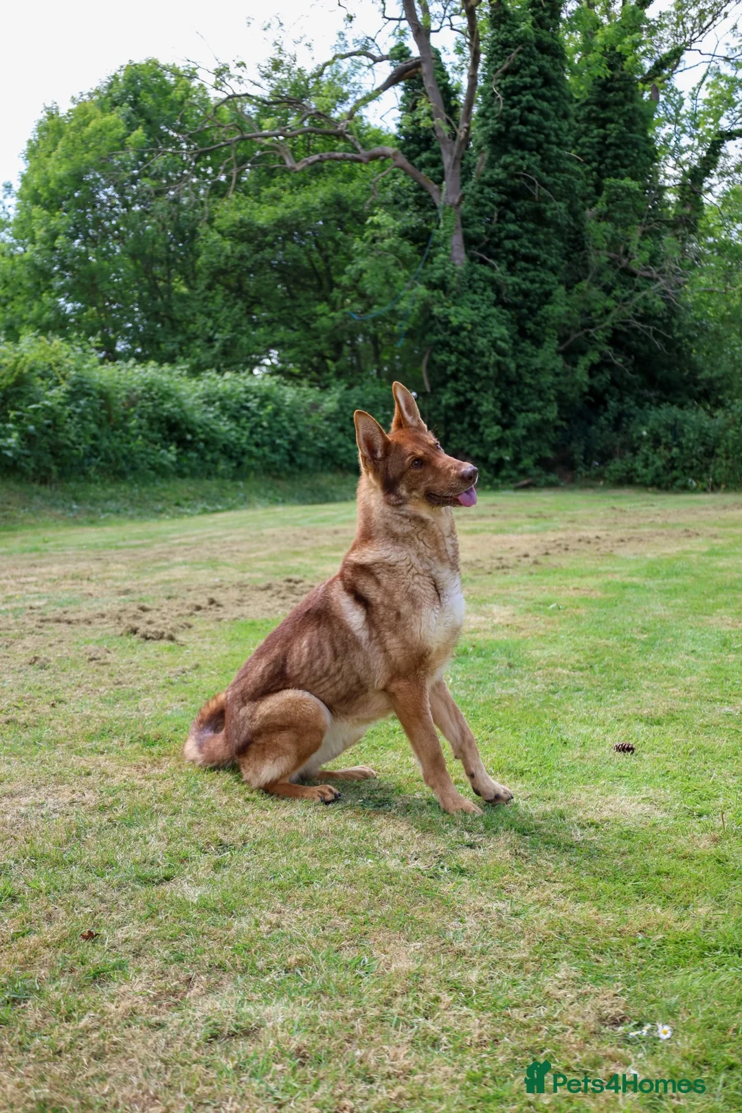 German Shepherd dogs for sale: 🍂 autumn our beautiful KC liver tan girl - Advert 1