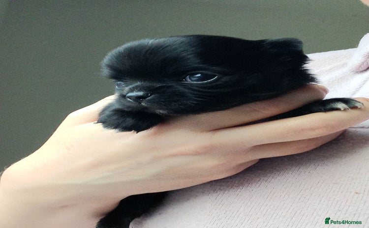 Chihuahua dogs ❤️‍🔥Dna tested parents❤️‍🔥Long-coat 2boys  - Advert 7