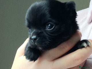 Chihuahua dogs ❤️🔥Dna tested parents❤️🔥Long-coat 2boys - Advert 5