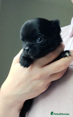 Chihuahua dogs ❤️🔥Dna tested parents❤️🔥Long-coat 2boys - Advert 7