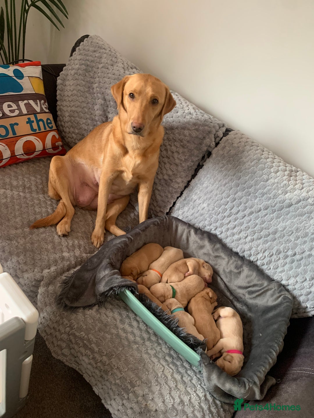 Labrador Retriever dogs for sale: Labrador Retriever Puppies for sale  - Advert 8