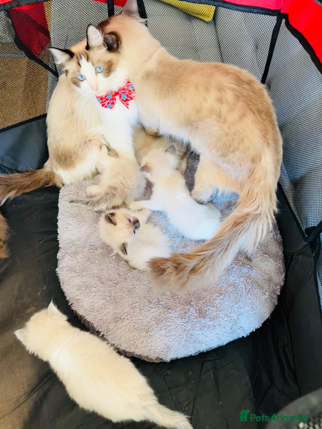 Ragdoll cats for sale: Pure Stunning Ragdoll Kittens - Advert 19