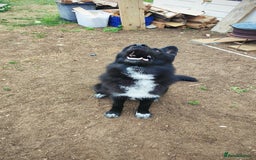 Shepsky dogs for sale: Nyxie - Image 4