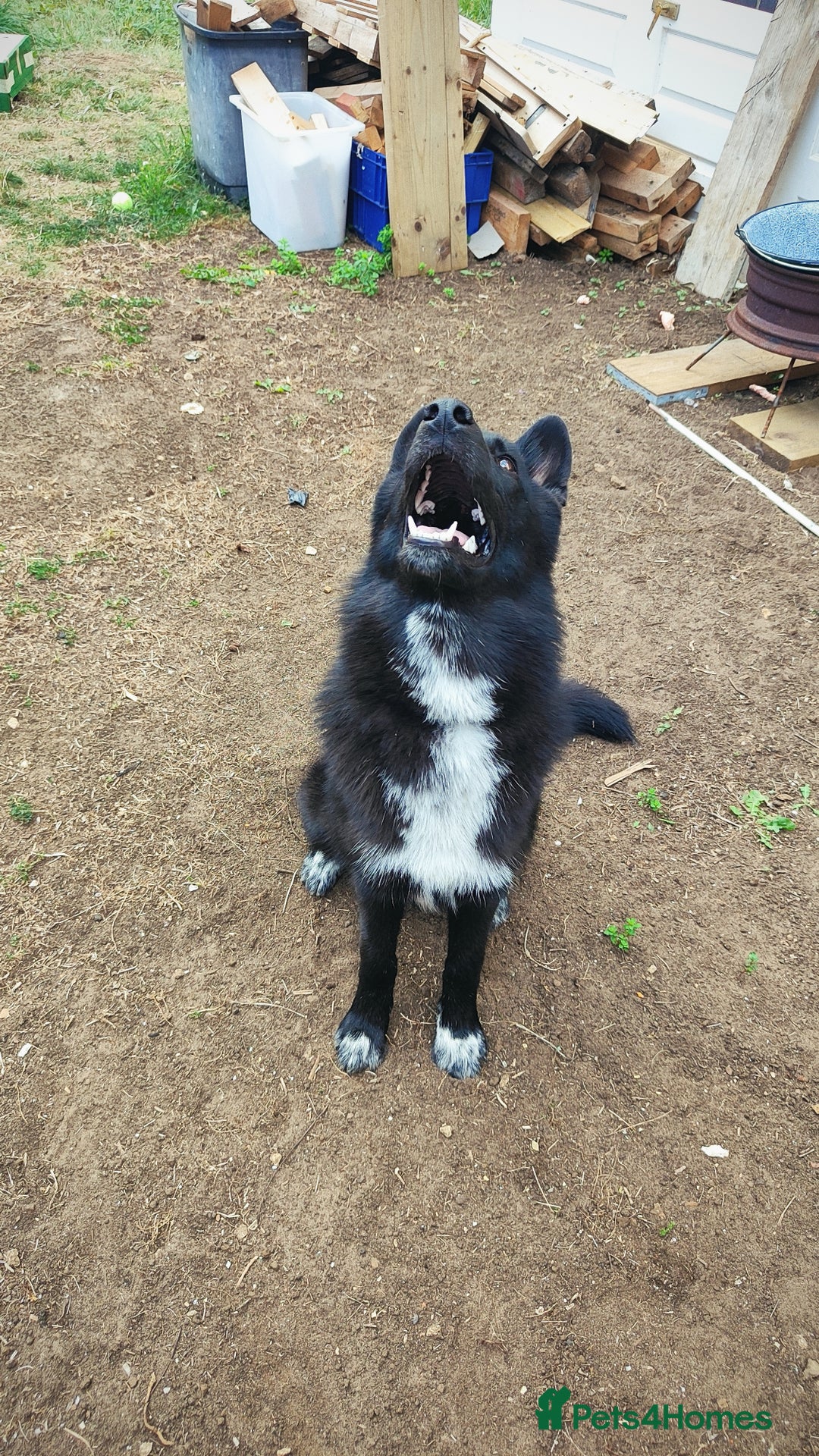 Shepsky dogs for sale: Nyxie - Image 4