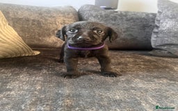 Labrador Retriever dogs for sale: Beautiful Labrador retrievers puppies  in Manchester - Image 13