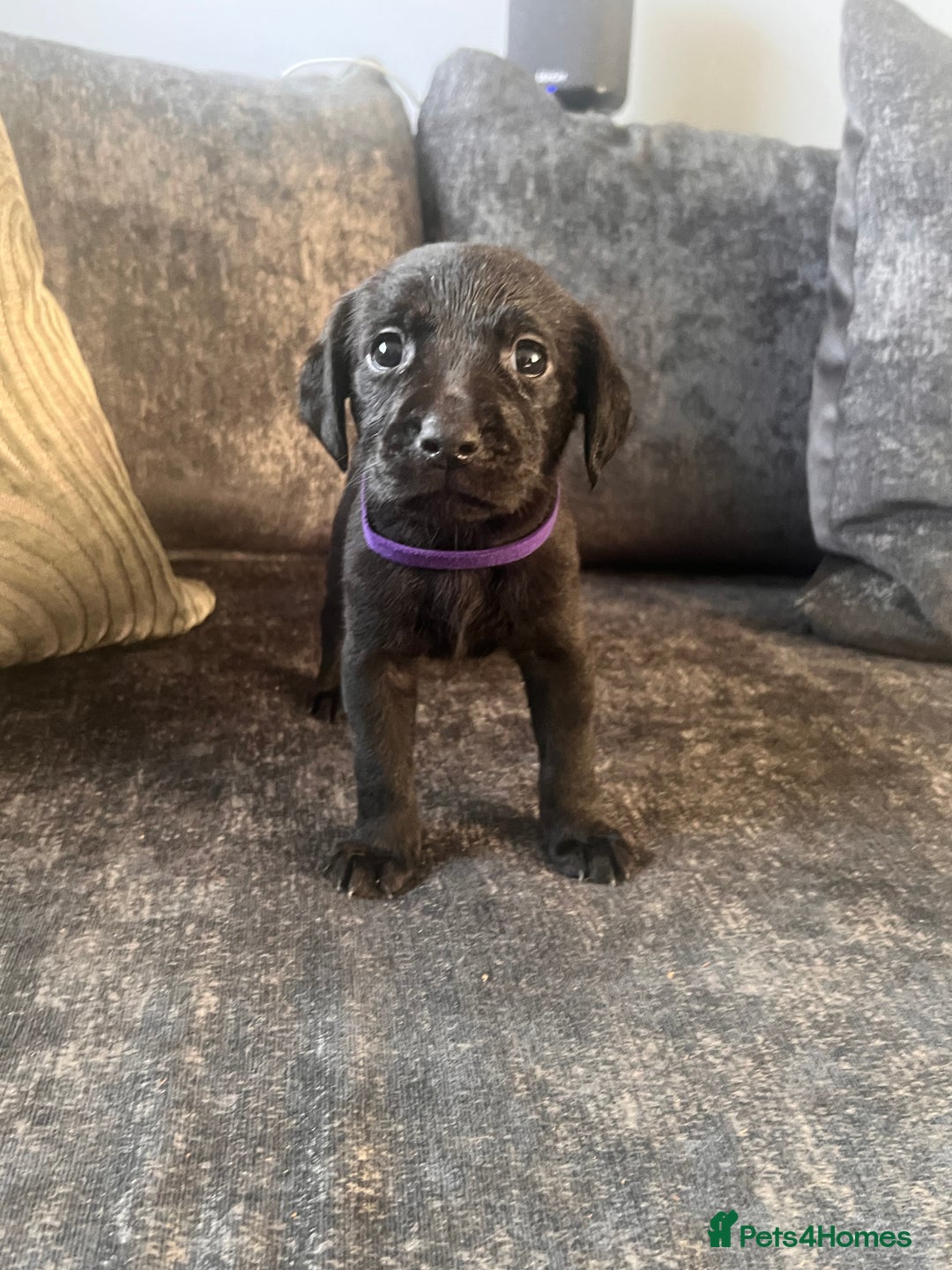Labrador Retriever dogs for sale: Beautiful Labrador retrievers puppies  in Manchester - Image 13
