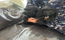 Cockapoo dogs for sale: F1 cocker poo pups for sale  - Image 4