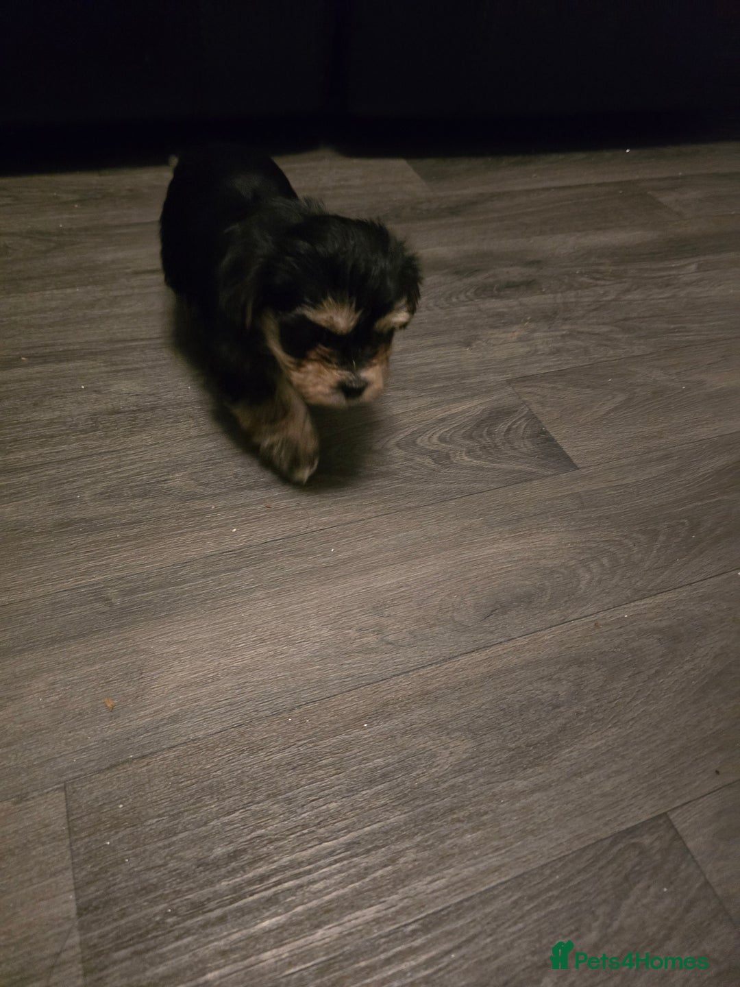 Morkie dogs for sale: Morkie puppies for sale - Advert 18