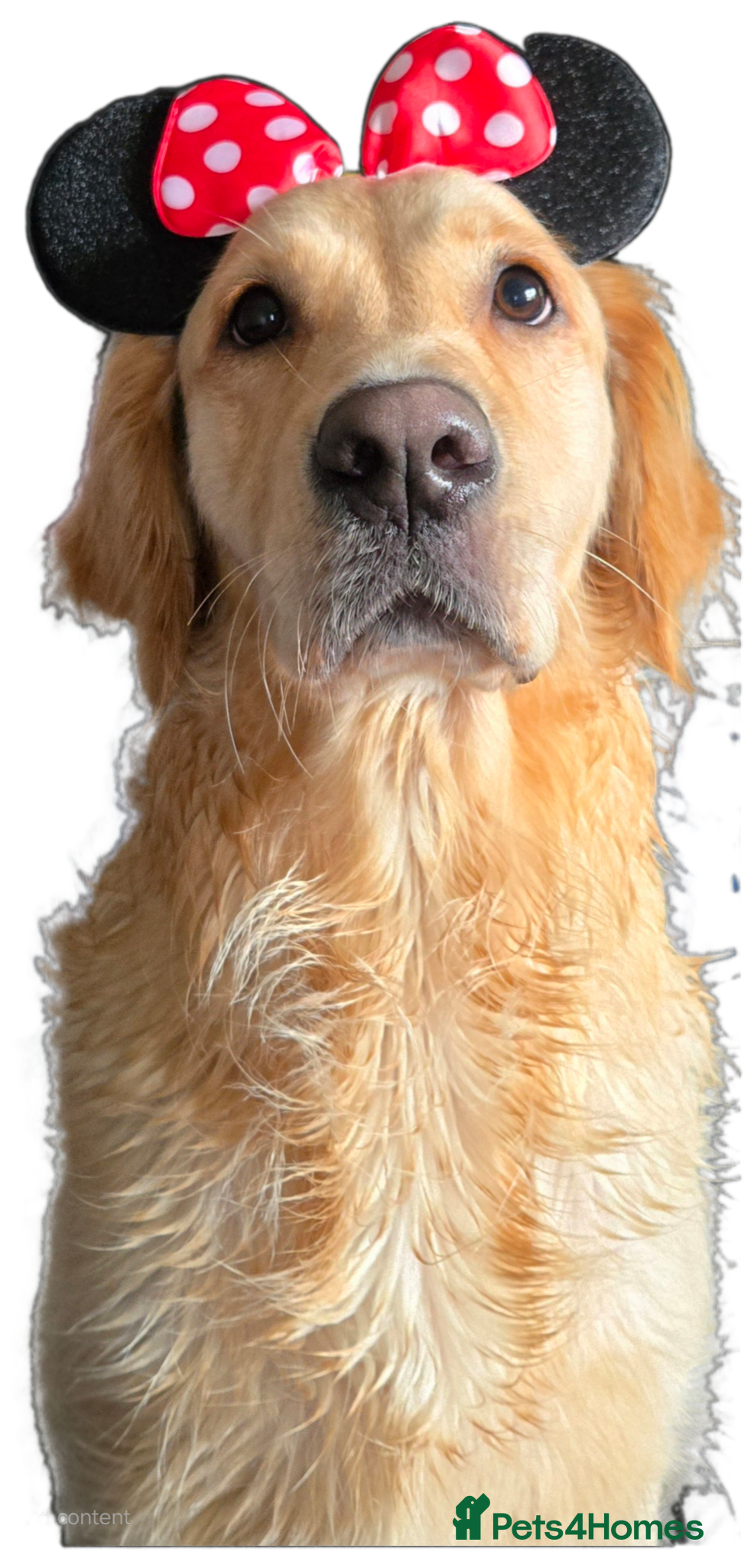 Golden Retriever dogs KC Registered Golden Retriever puppies.  - Advert 2