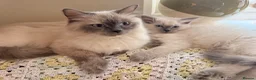 Ragdoll cats for sale: Beautiful ragdoll babies! 😻😻😻 - Advert 3