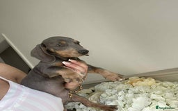 Miniature Dachshund dogs for sale: Minature dachshund puppies  - Image 18