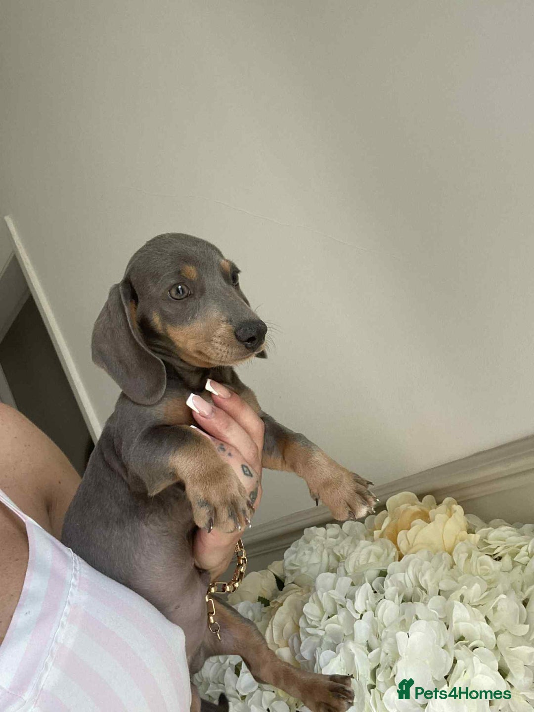 Miniature Dachshund dogs for sale: Minature dachshund puppies  - Image 18