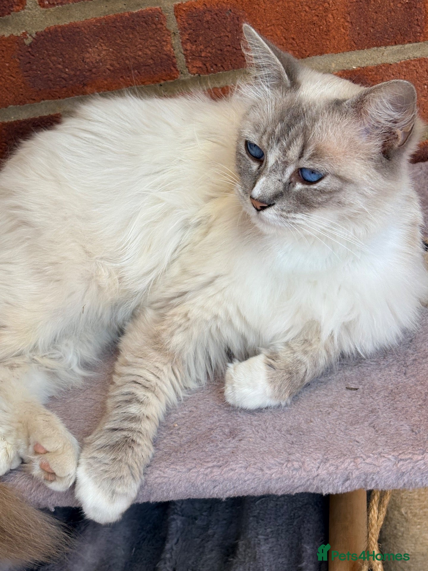 Mixed Breed cats  Ragdoll x Tabby Kittens – Sweet and playful  - Advert 1